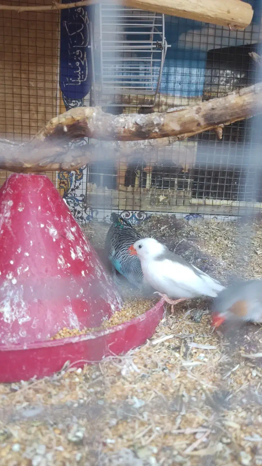 فنچ و مرغ عشق دستی|پرنده|زاهدان, |دیوار