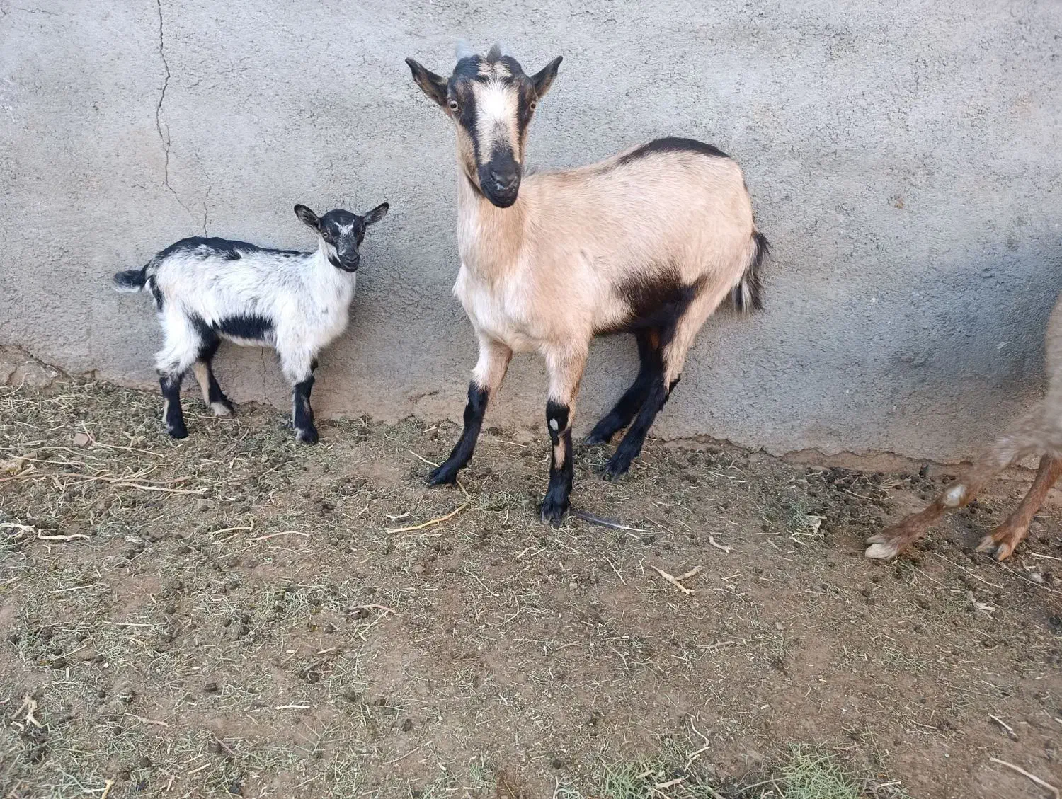 بزآلپاین|حیوانات مزرعه|آیسک, |دیوار