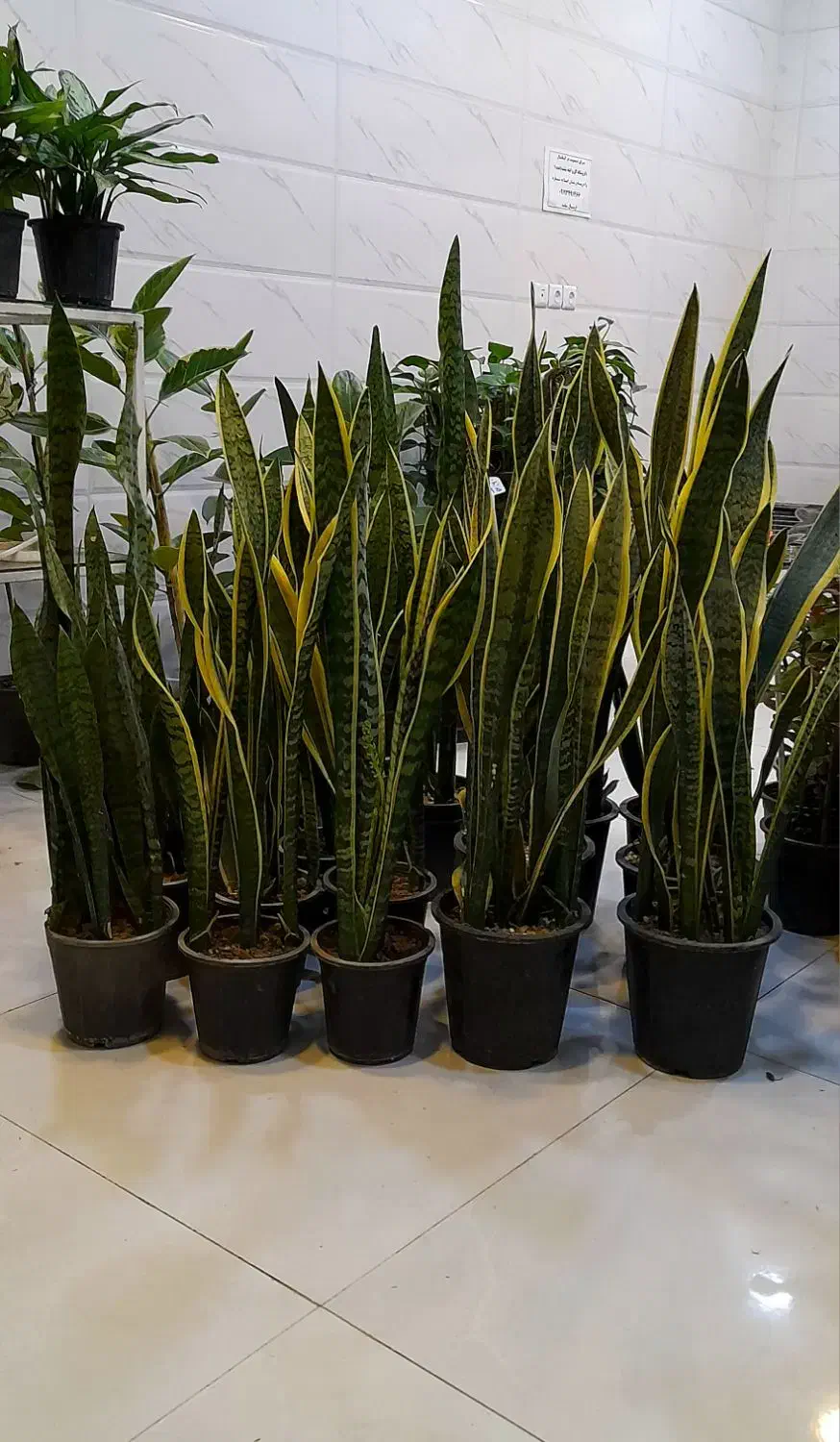 سانسوریا دورطلایی سطل هفت شمشیری پا بلند|گل و گیاه طبیعی|قم, نیروگاه|دیوار