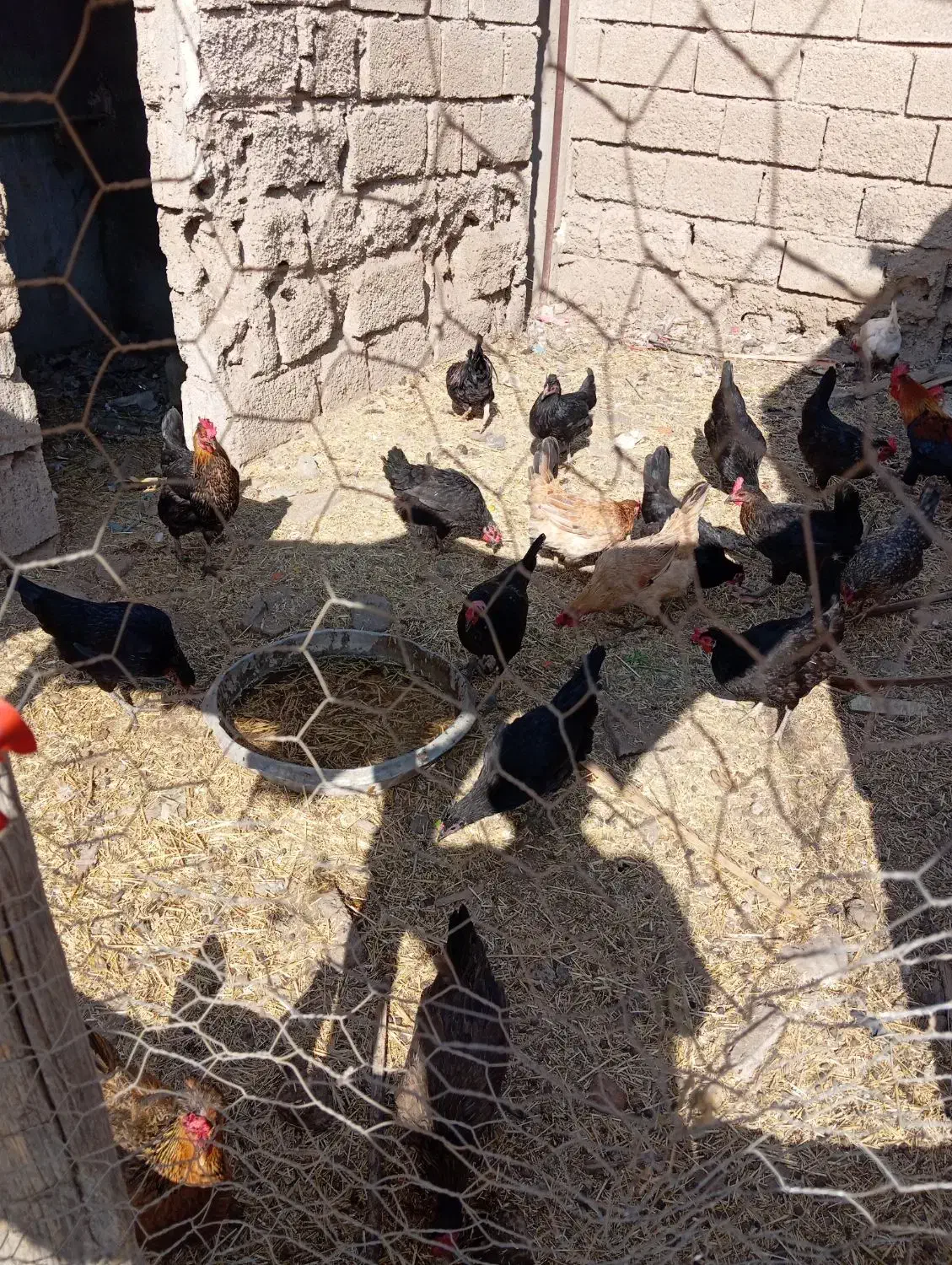 مرغ عربی|حیوانات مزرعه|رامشیر, |دیوار