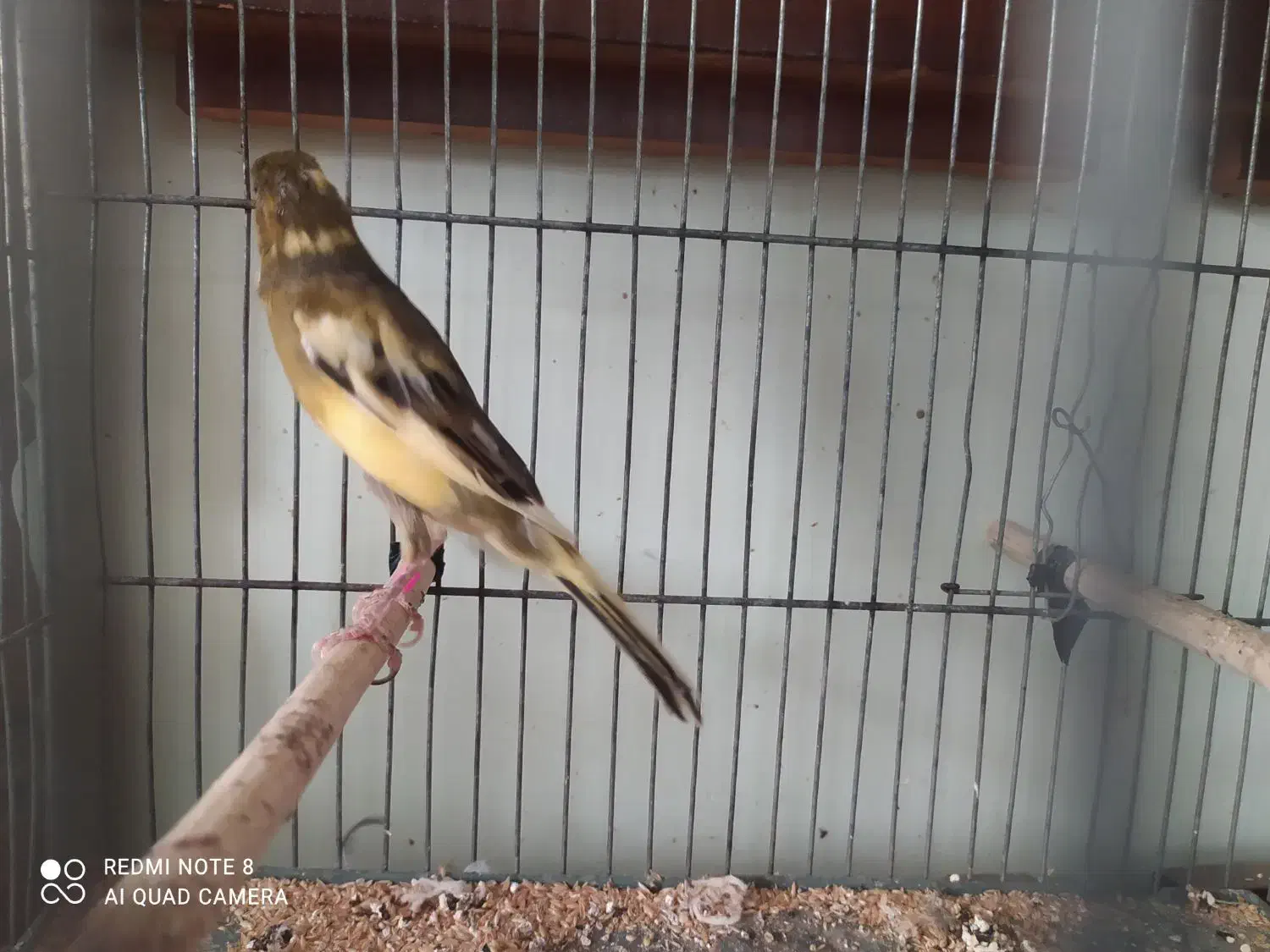 دو جفت قناری خوش رخ آماده|پرنده|کرج, کوی کارمندان شمالی|دیوار