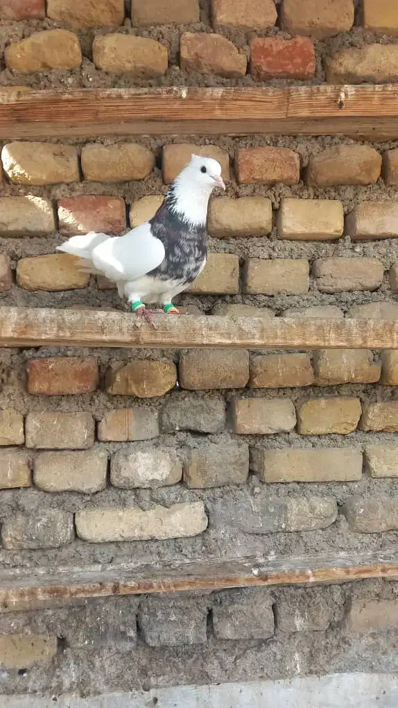 کبوتر پرشی|پرنده|خرمشهر, |دیوار