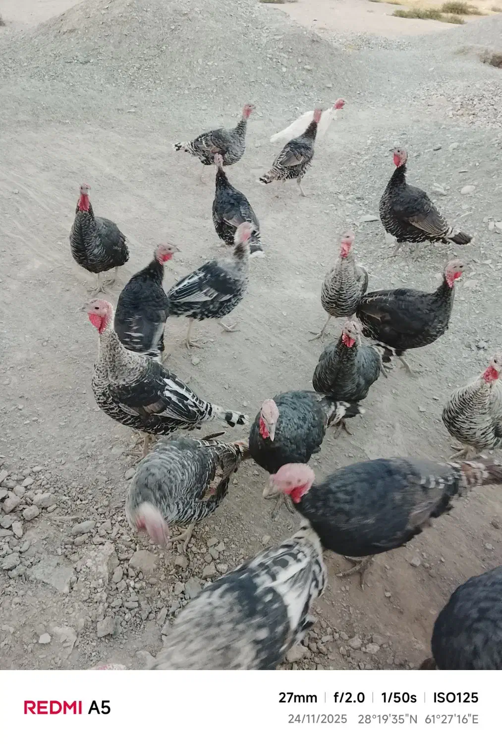 حیوانات مزرعه|حیوانات مزرعه|خاش, |دیوار