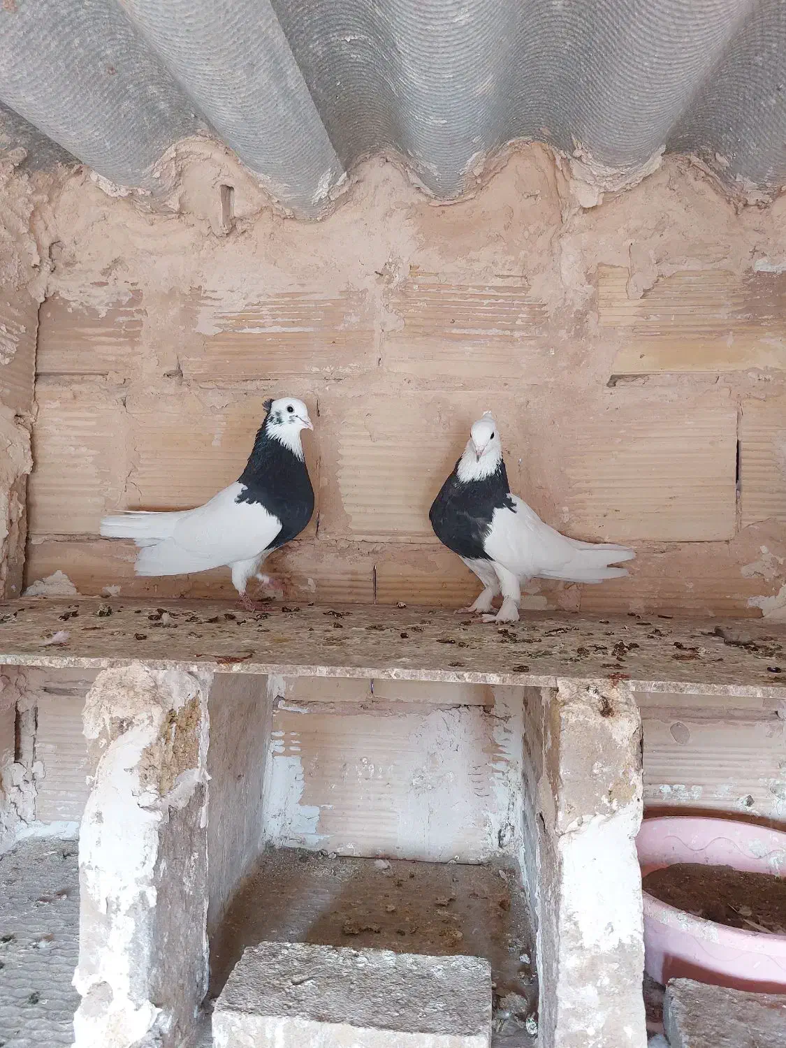 یک جفت طوقی سیاه واکسی|پرنده|سبزوار, باهنر|دیوار