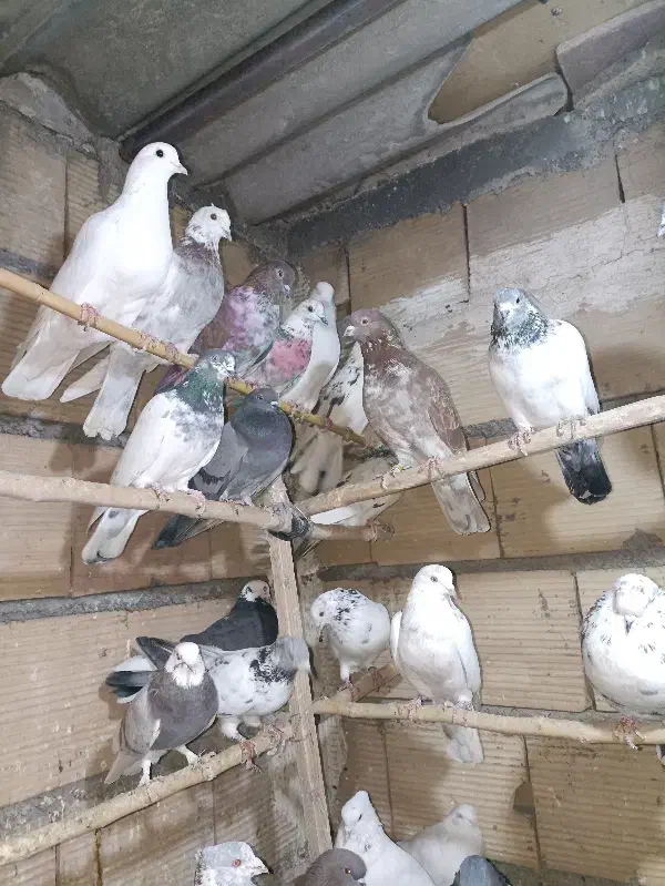 کفتر.جوجه.پرش.خال|پرنده|ری, علایین|دیوار