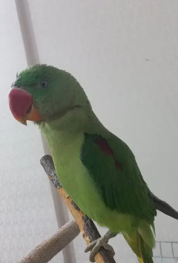 جوجه شاه طوطی نر رام|پرنده|همدان, |دیوار