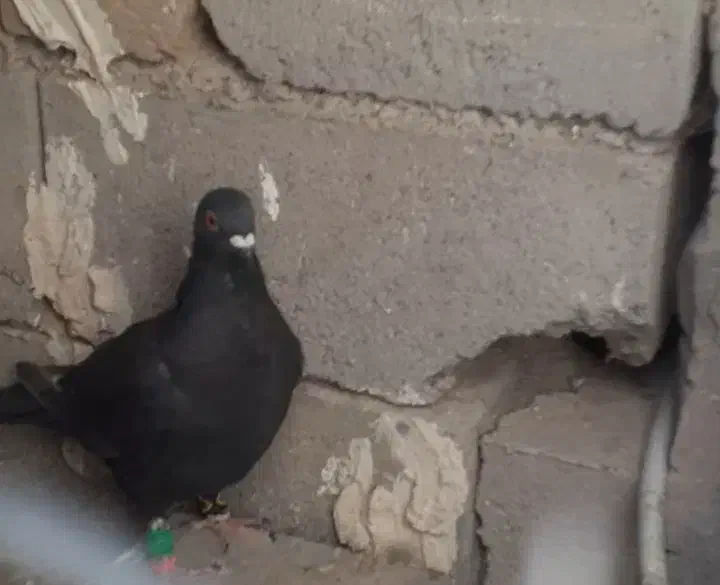 کفترزاغ نسل دارپرشی ۳۵۰|پرنده|تربت جام, جامرود|دیوار