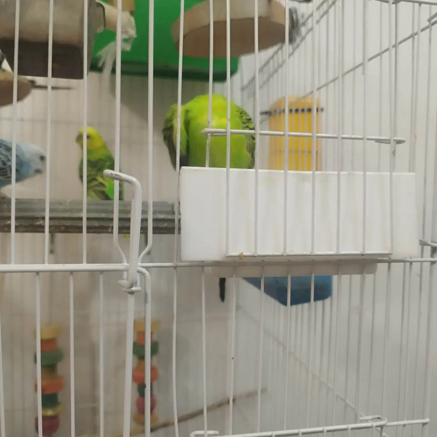 مرغ عشق|پرنده|تهران, شهرک فردوس (حسینی)|دیوار