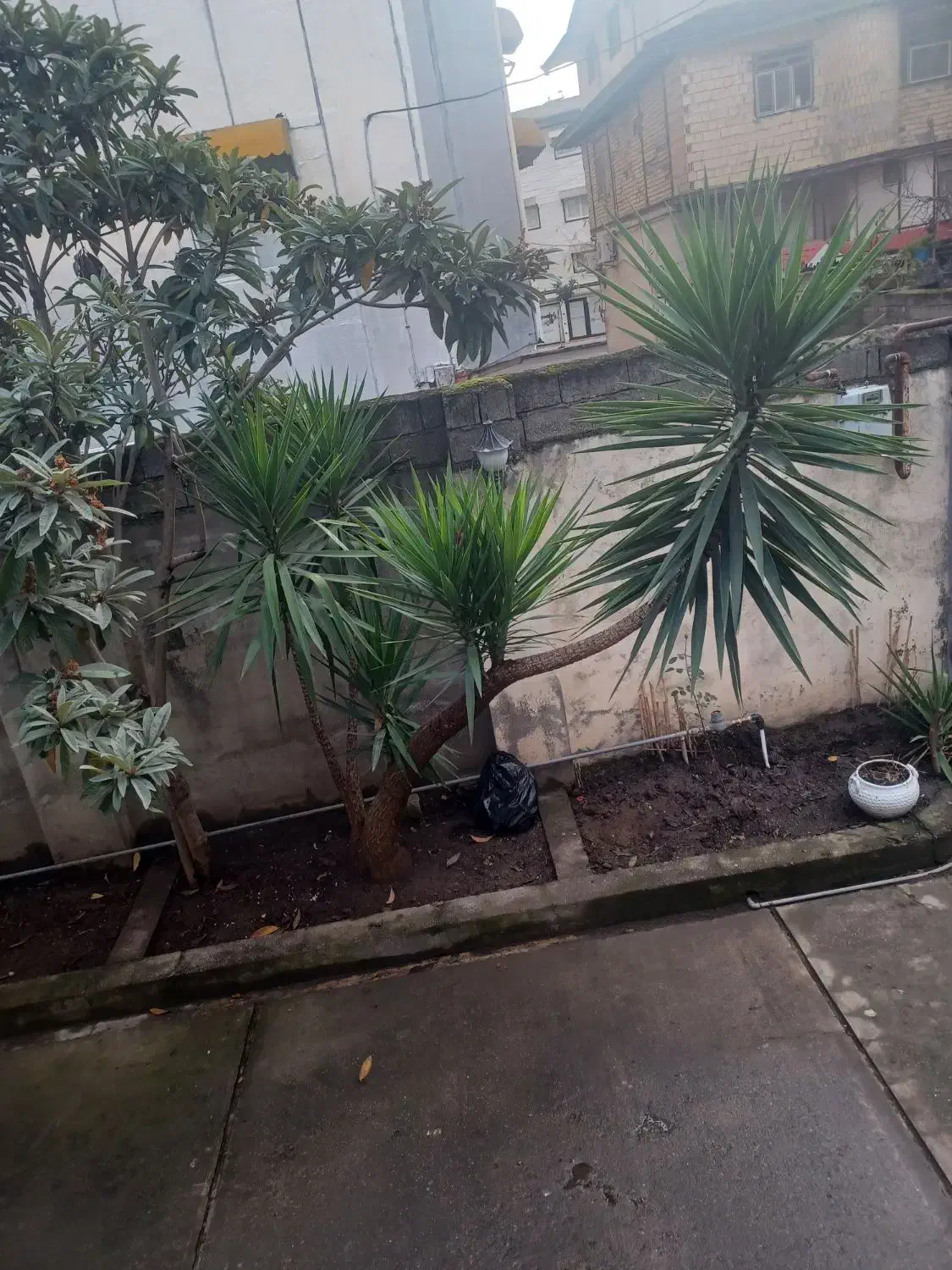 گل وگیاه|گل و گیاه طبیعی|تالش, هشتپر|دیوار