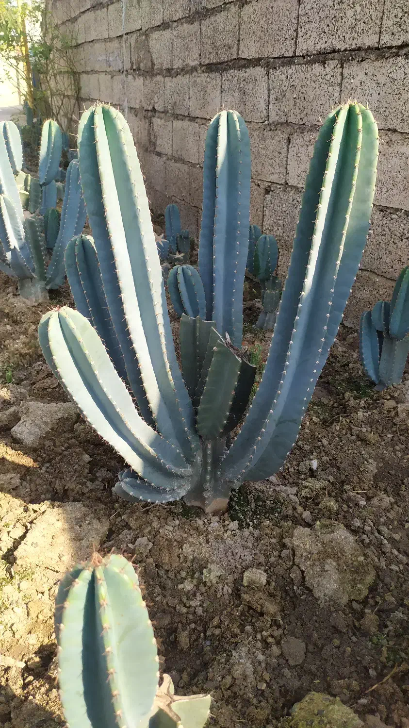 فروش کاکتوس سنپدرو|گل و گیاه طبیعی|زرگرشهر, |دیوار