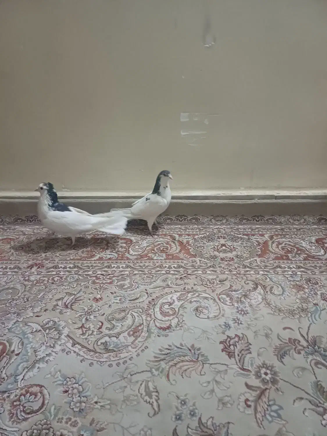 کبوتردمگیر یاسیاه پشت|پرنده|خمینی‌شهر, |دیوار