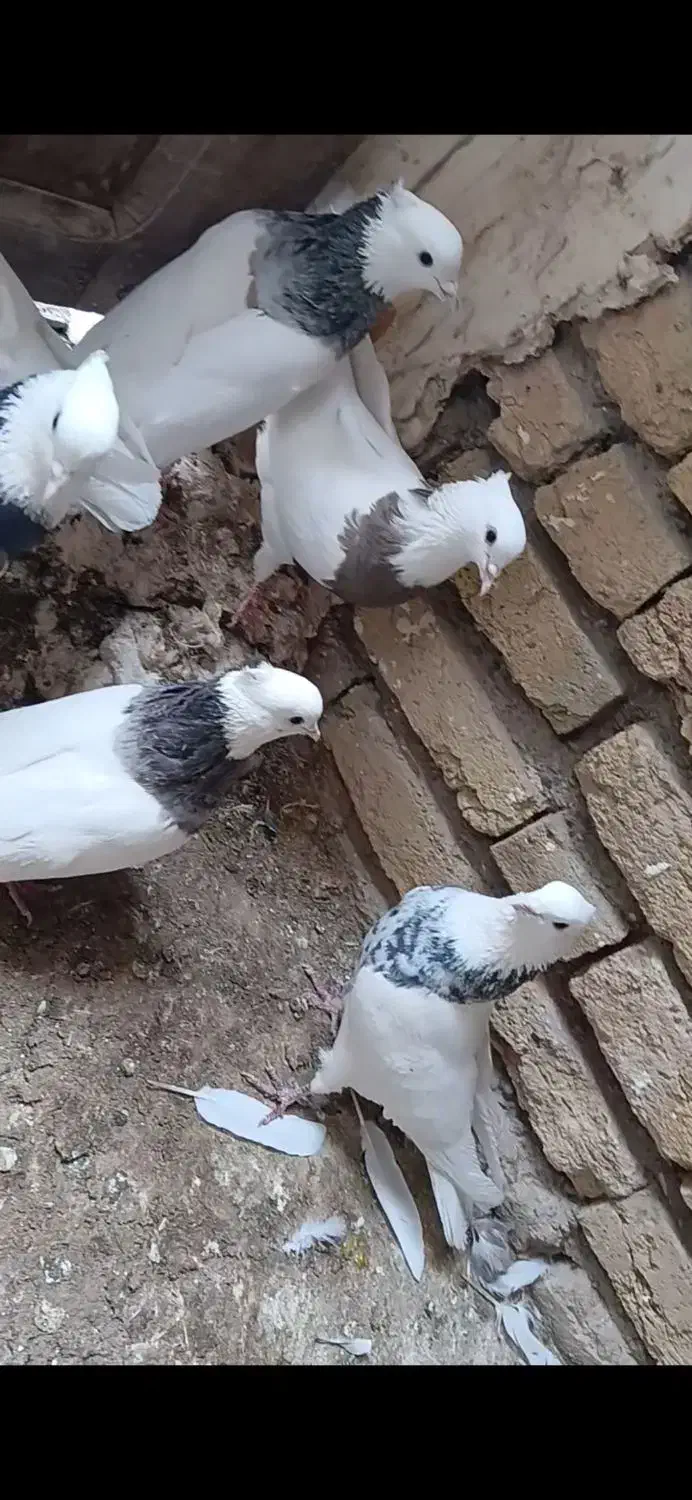 فروش چند جفت طوقی کرمانشاهی|پرنده|سمیرم, |دیوار