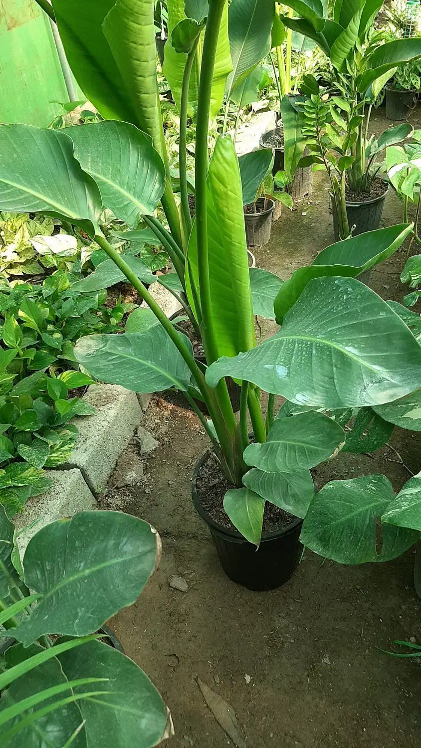 انواع گلهای بلند کنار سالنی(نیکولای آمستل اریکا)|گل و گیاه طبیعی|ساری, |دیوار