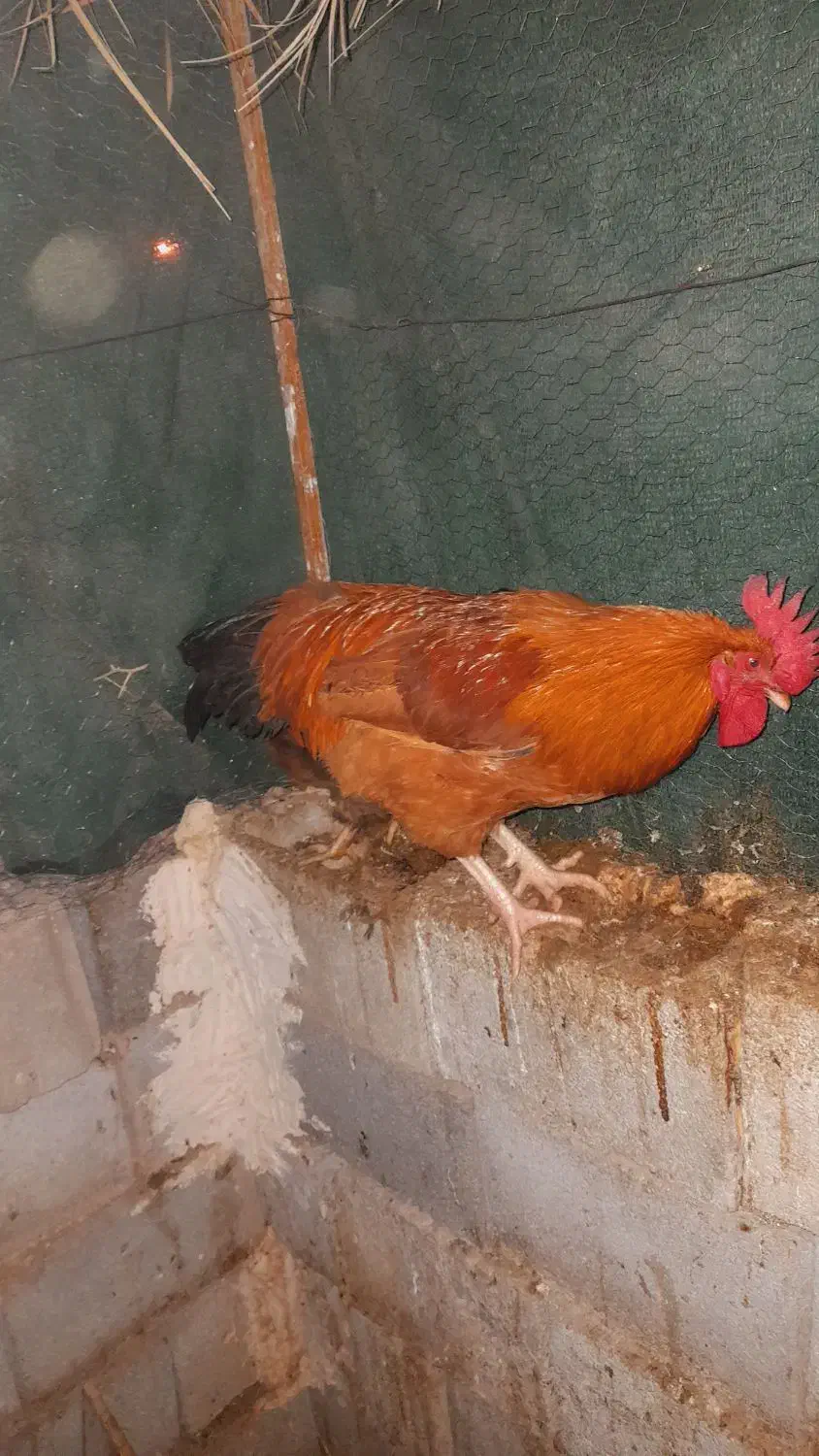 یک عدد خروس|پرنده|طبس, |دیوار