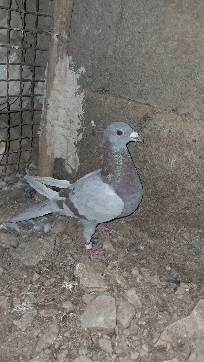 کبوتر|پرنده|شیراز, رحمت‌آباد|دیوار