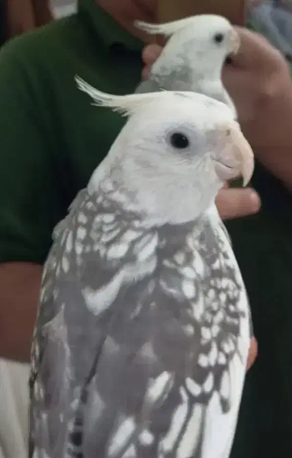 عروس هلندی جفت نر سخنگو|پرنده|اردبیل, |دیوار