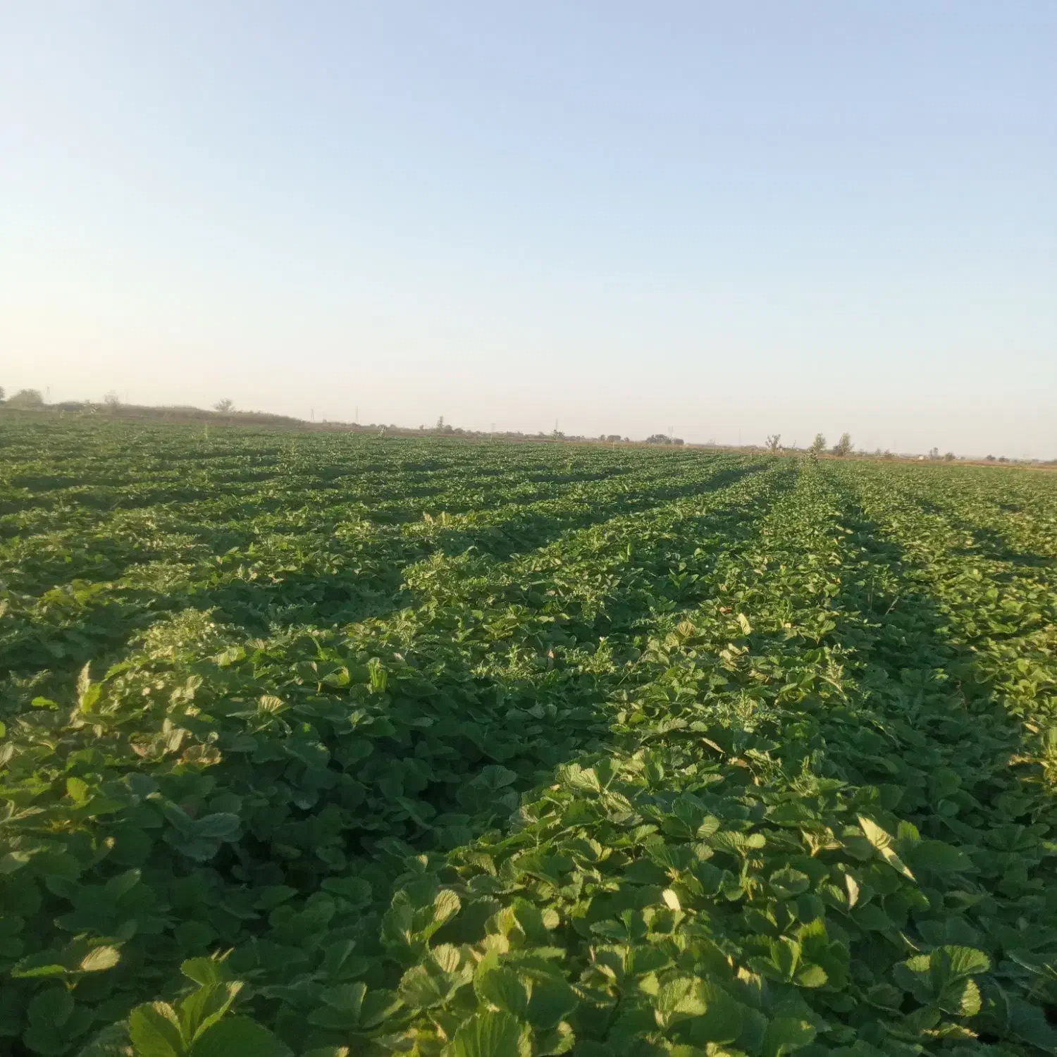 توت فرنگی سابرینا|گل و گیاه طبیعی|مزرعه کتول, |دیوار