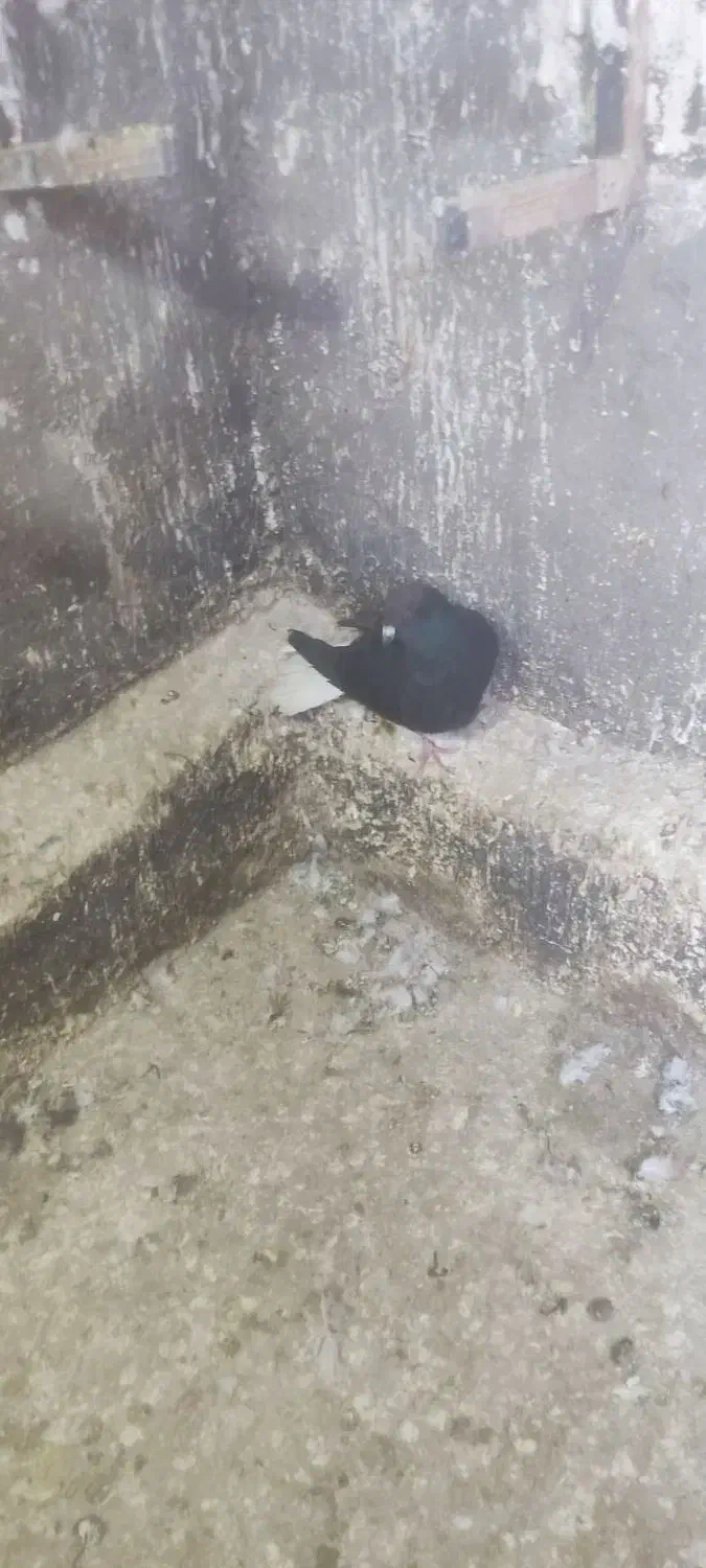 کبوترفروشی|پرنده|بوئین زهرا, |دیوار