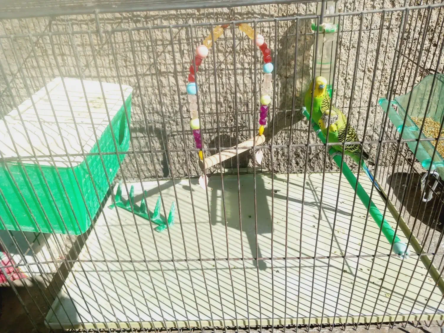 مرغ عشق|پرنده|گوآور, |دیوار