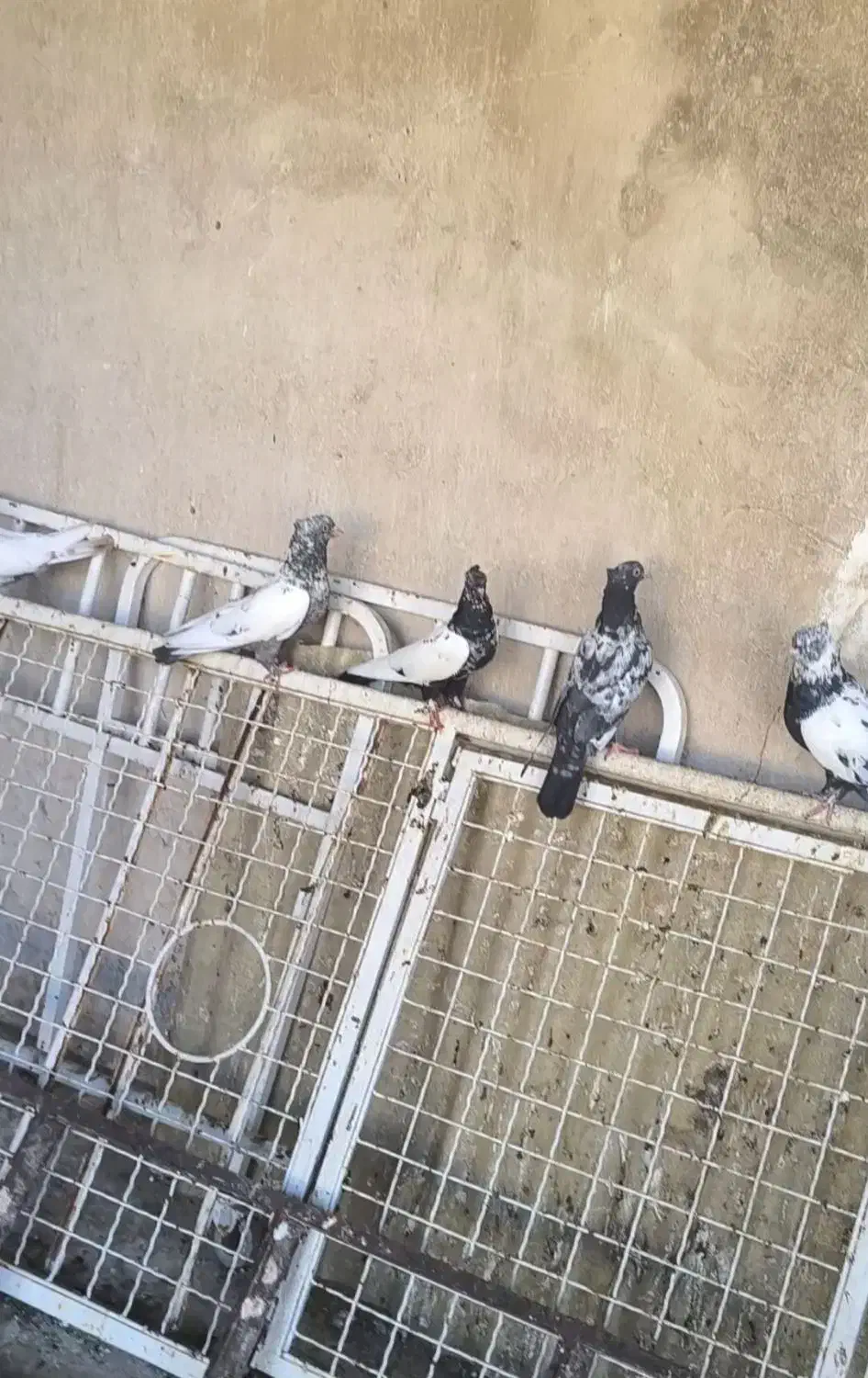 8تا سینه ای|پرنده|قم, مجیدیه|دیوار
