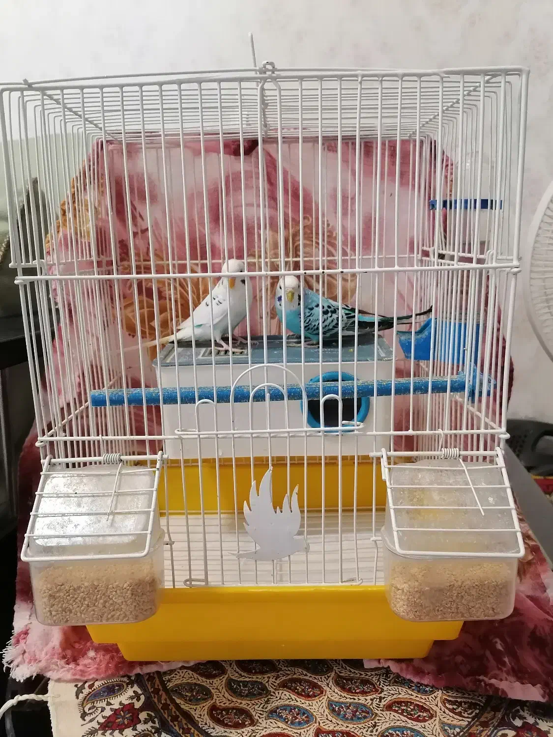 یک جفت مرغ عشق|پرنده|تبریز, |دیوار