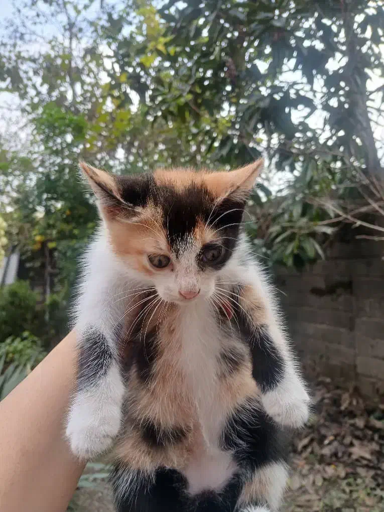 واگذاری ۳ بچه گربه|گربه|لشت نشا, |دیوار