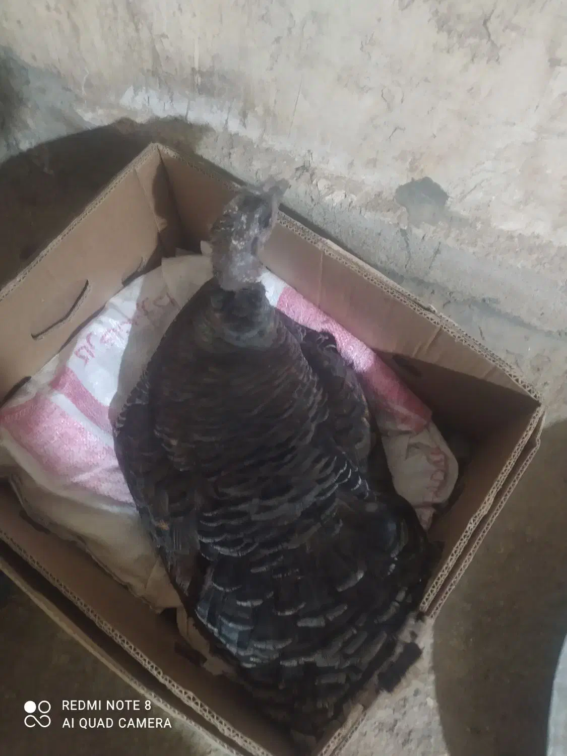 بوقلمون|حیوانات مزرعه|یاسوج, |دیوار