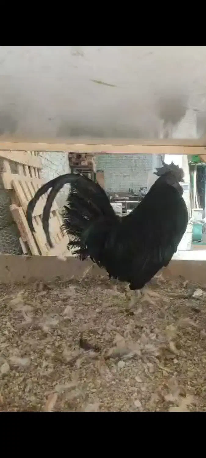 سلام تخم مرغ نطفه دار|حیوانات مزرعه|رفسنجان, |دیوار