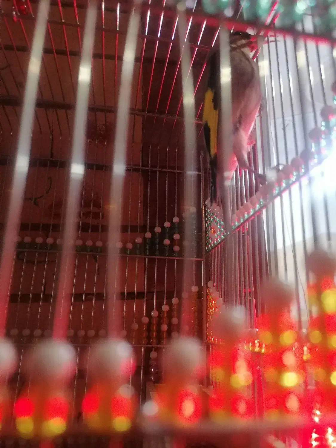 سهره بلند زیبا دم چتری نشون دار|پرنده|کرمان, |دیوار