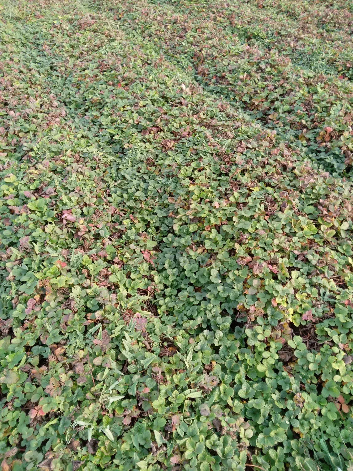 نهال توت فرنگی سابرینا|گل و گیاه طبیعی|خان ببین, |دیوار