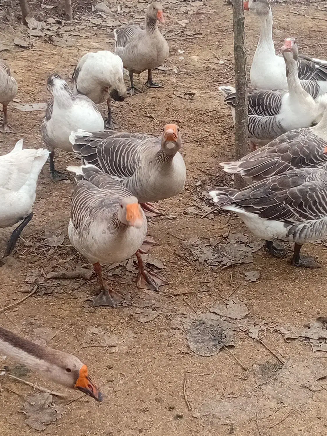 تعدادی غازچاق وسالم|حیوانات مزرعه|سنگر, |دیوار