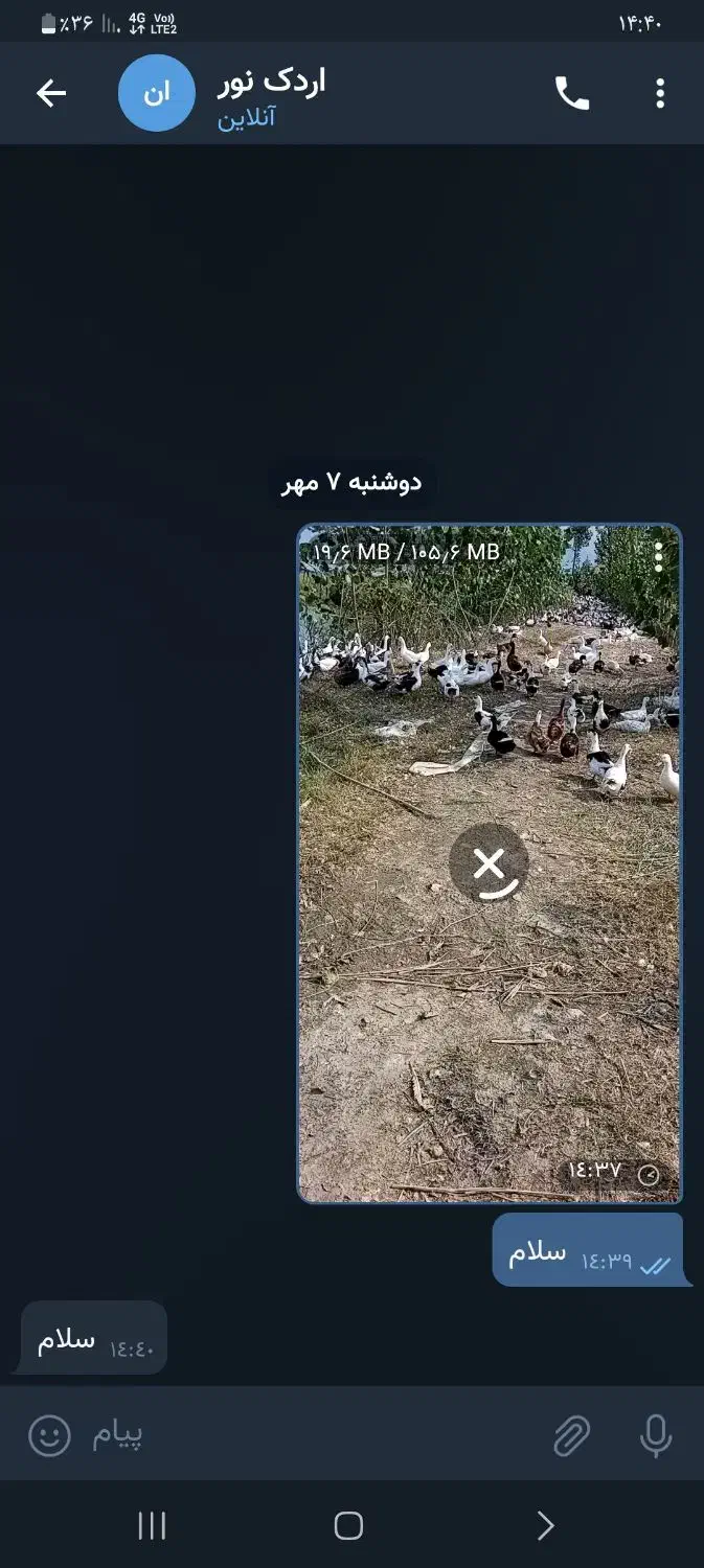 جوجه قاز|حیوانات مزرعه|محمودآباد, |دیوار