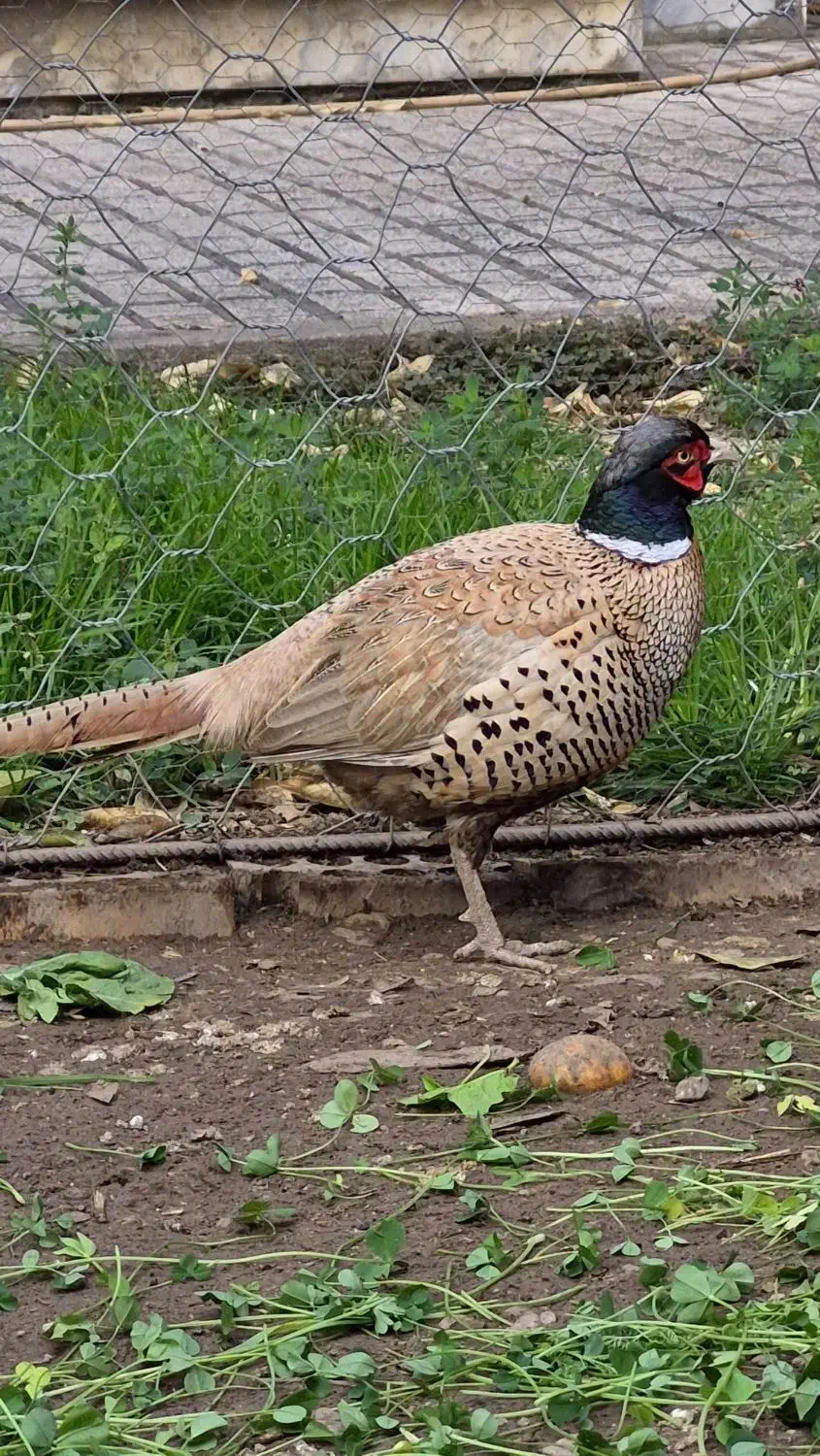 ق ر اول طلایی زیبا|پرنده|مینودشت, |دیوار