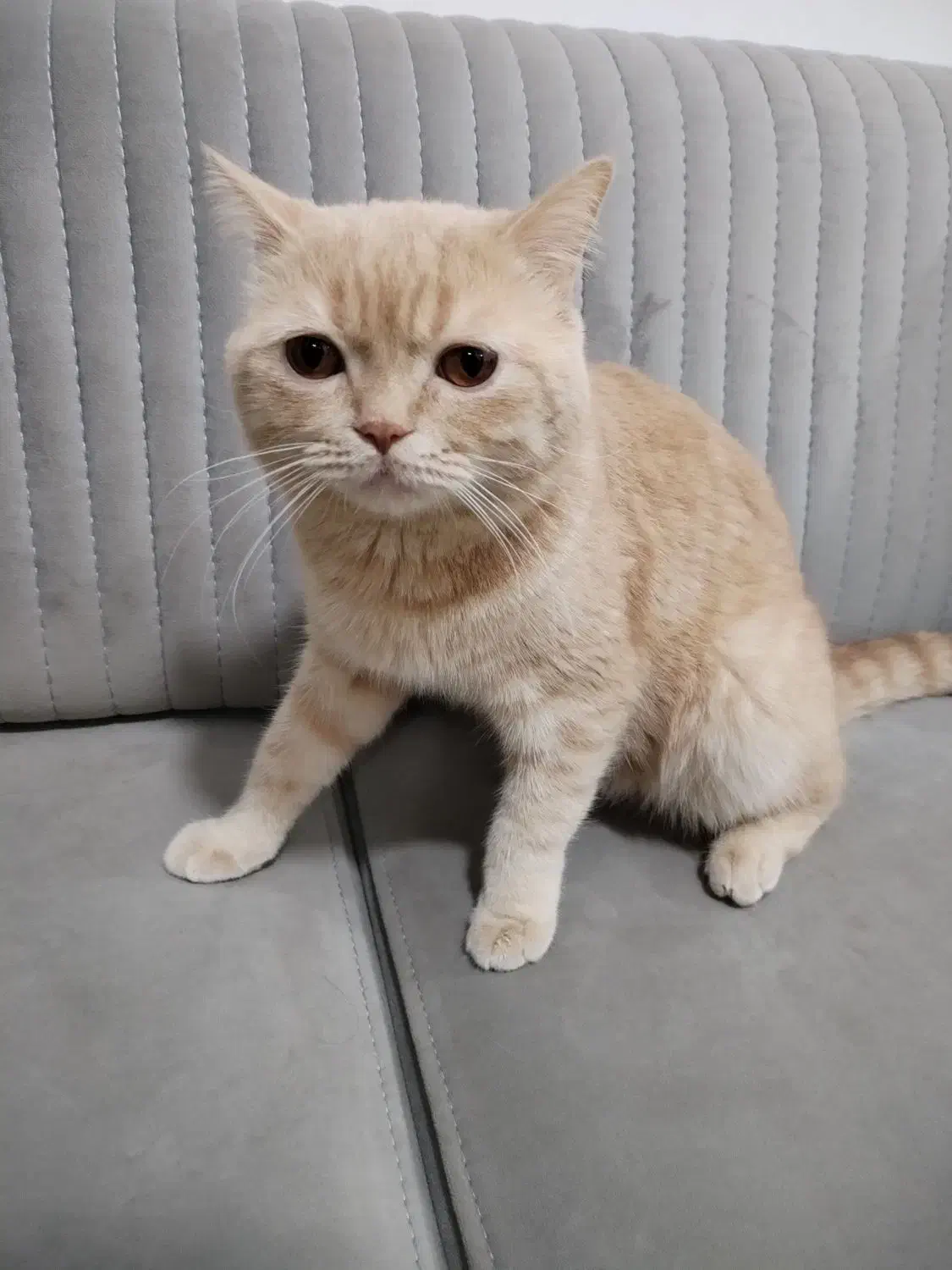 گربه نر بریتیش|گربه|ورامین, شهرک مدرس|دیوار