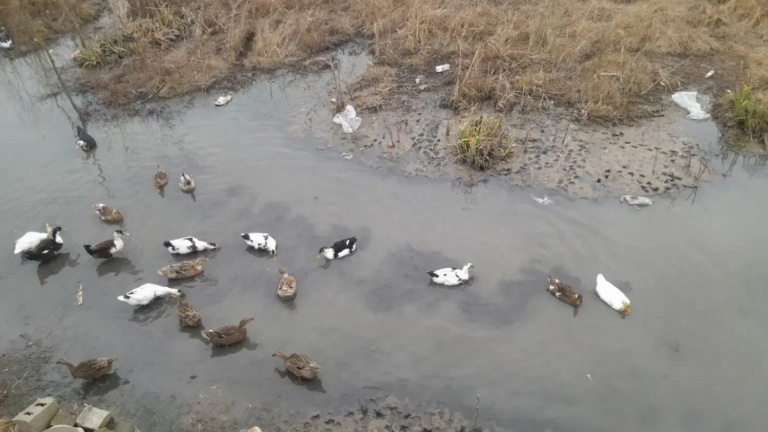 اردک|حیوانات مزرعه|لاهیجان, جمهوری|دیوار