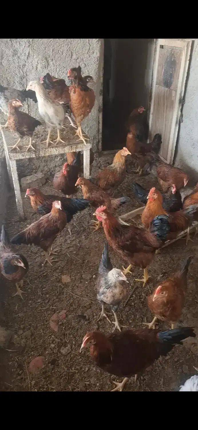 خروس بومی|حیوانات مزرعه|شاهینشهر, گرگاب|دیوار