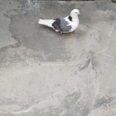 کبوترماده پشت سبزچشم تابه تا|پرنده|مشگین شهر, |دیوار