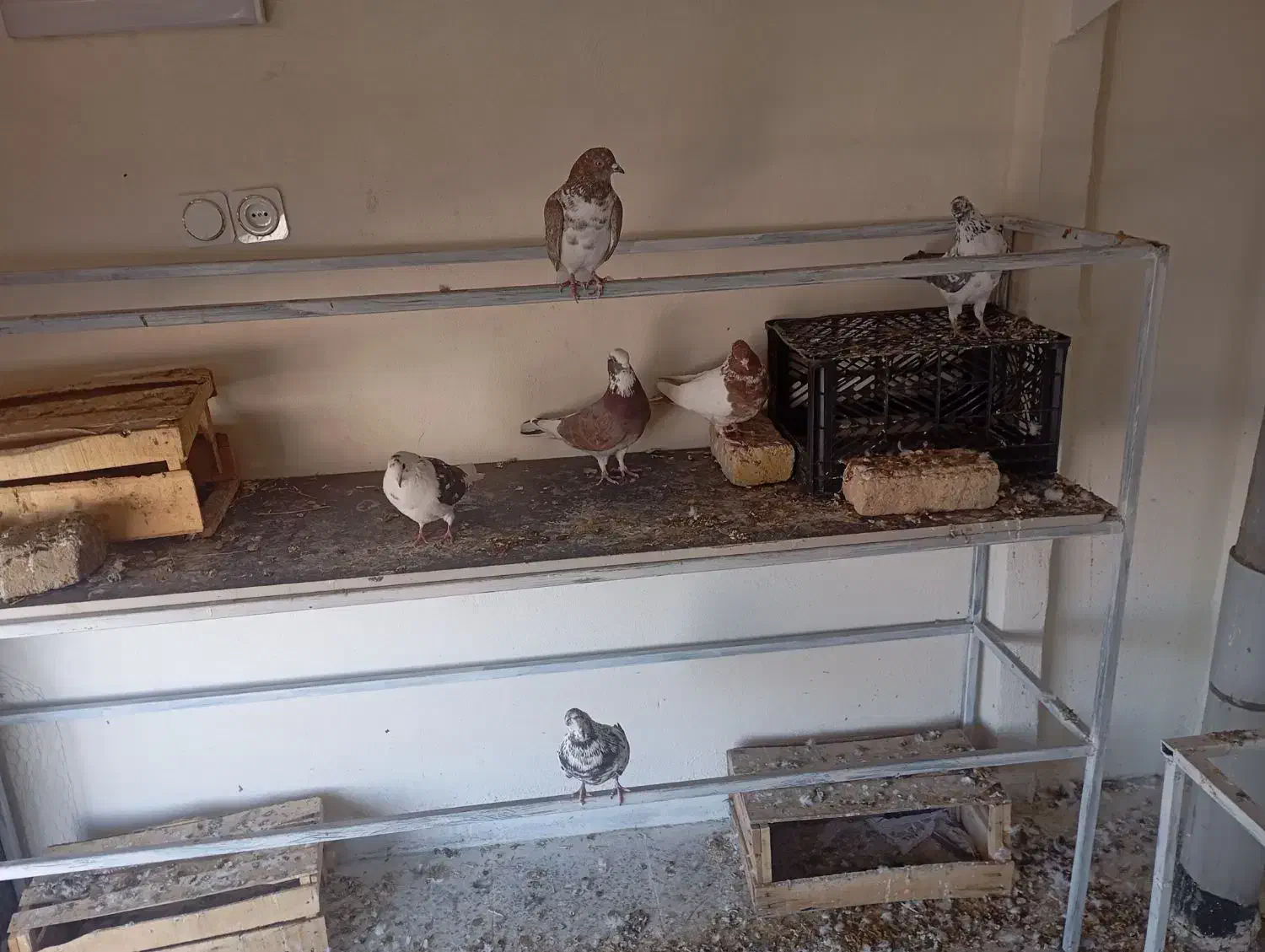 کبوتر|پرنده|دورود, |دیوار