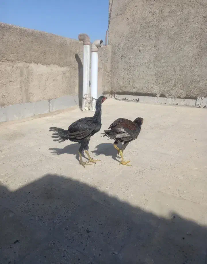 جوجه لاری نسل قدیم،تاج مهر عتیقه و خیلی کمیاب|حیوانات مزرعه|آفتاب, |دیوار