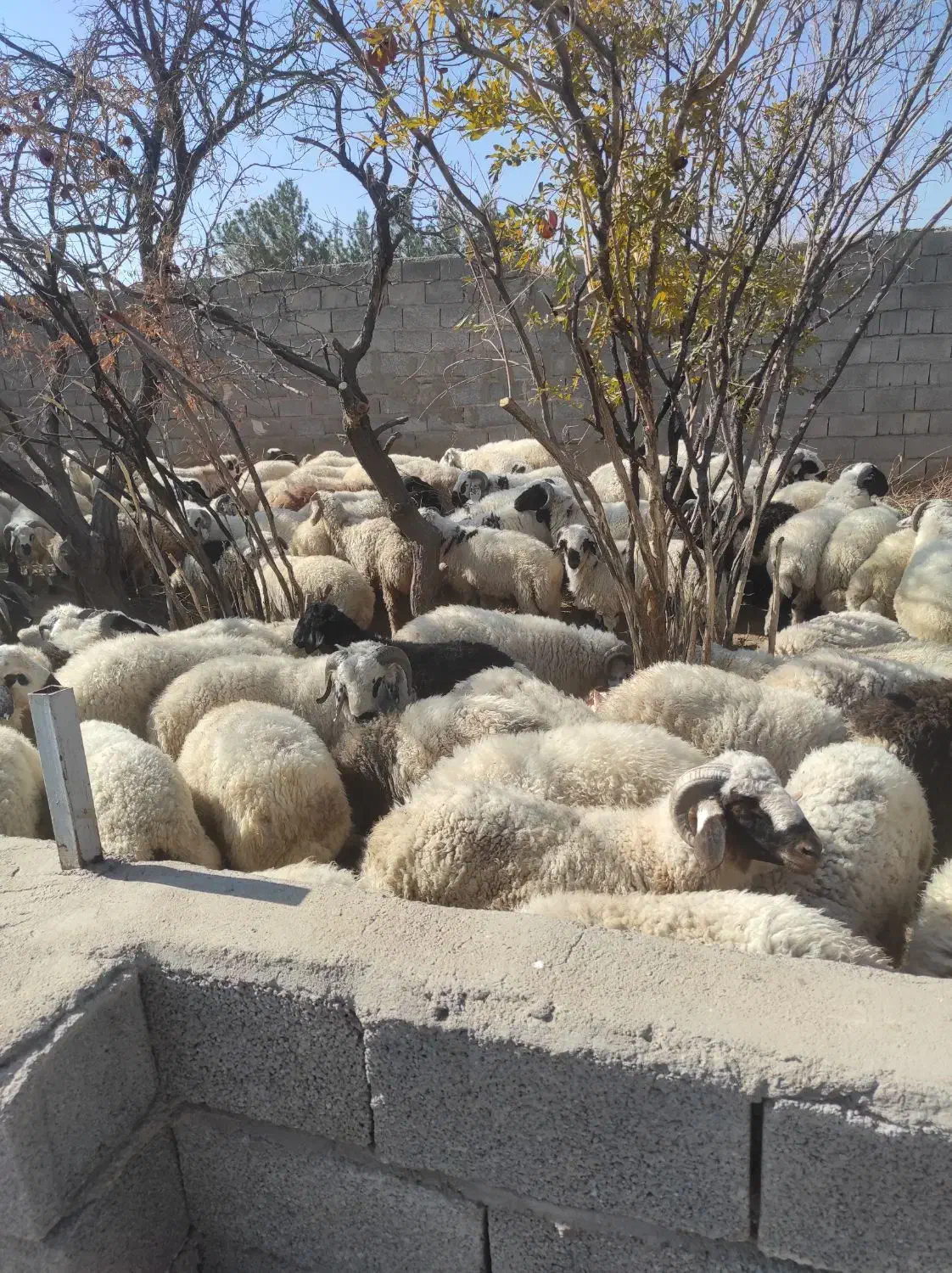 فروش بره نر 100راس|حیوانات مزرعه|ماهان, |دیوار