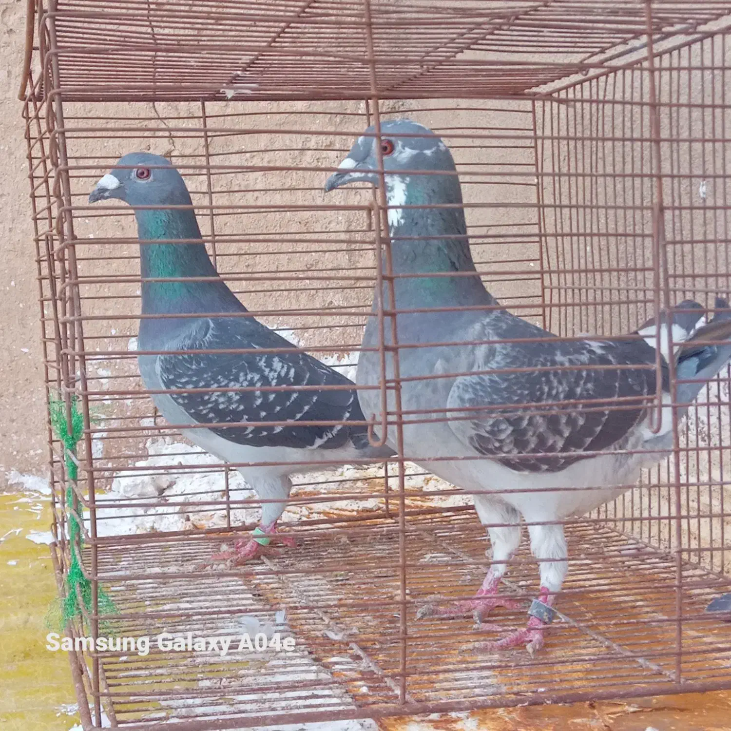 پلاکی اصلی|پرنده|گتوند, |دیوار