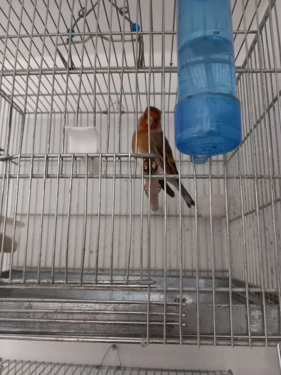 سهره قناری دهن لر|پرنده|ری, شهرک نظامی|دیوار