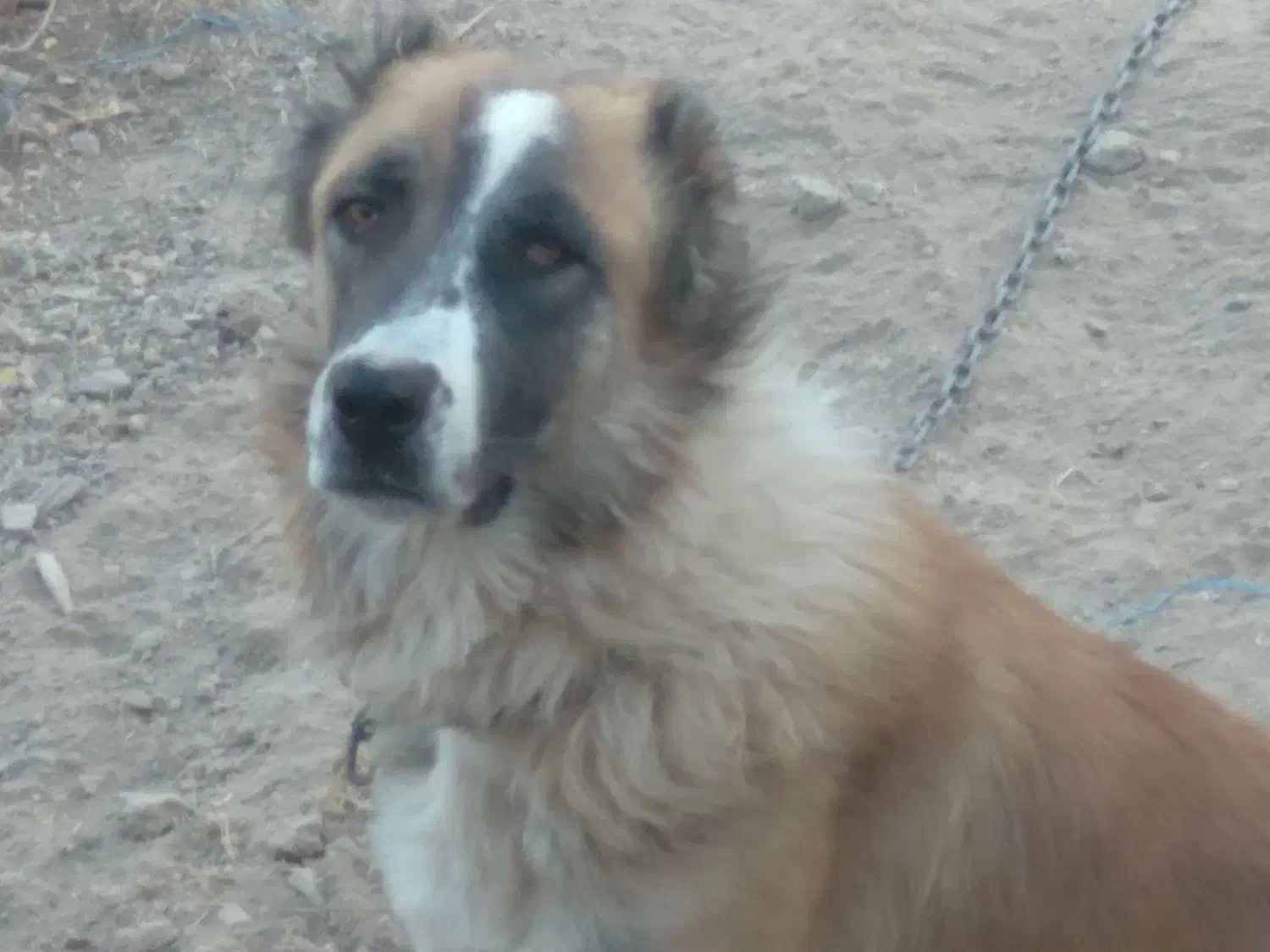 واگذاری ۵تاسگ|سگ|کوهبنان, |دیوار