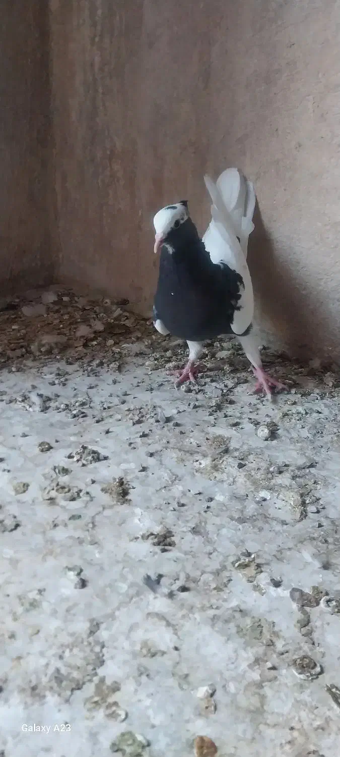 کفتر کبوتر طوقی سه بر قفل|پرنده|شیراز, پارک کوهستانی بوستان|دیوار