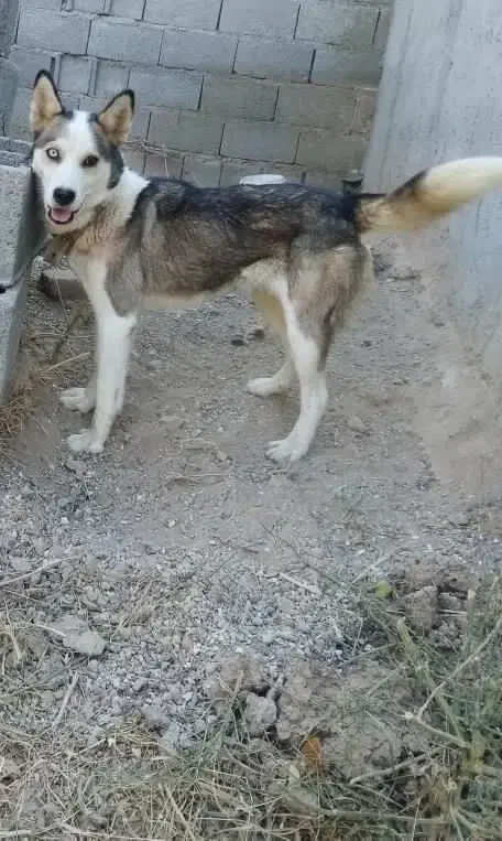 سگ هاسگی|سگ|مراغه, |دیوار