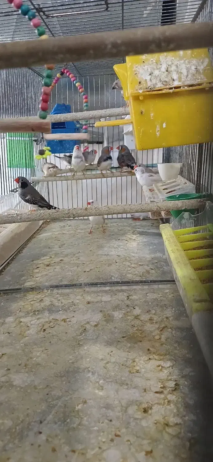 تعدادی فنچ به فروش میرسد|پرنده|شیراز, فرودگاه شهید دستغیب شیراز|دیوار