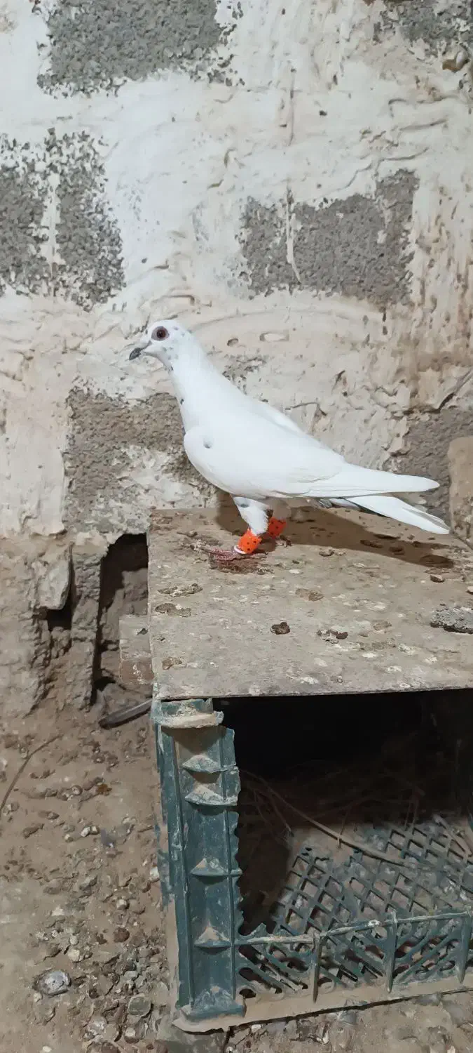 گوره ای|پرنده|بوشهر, |دیوار