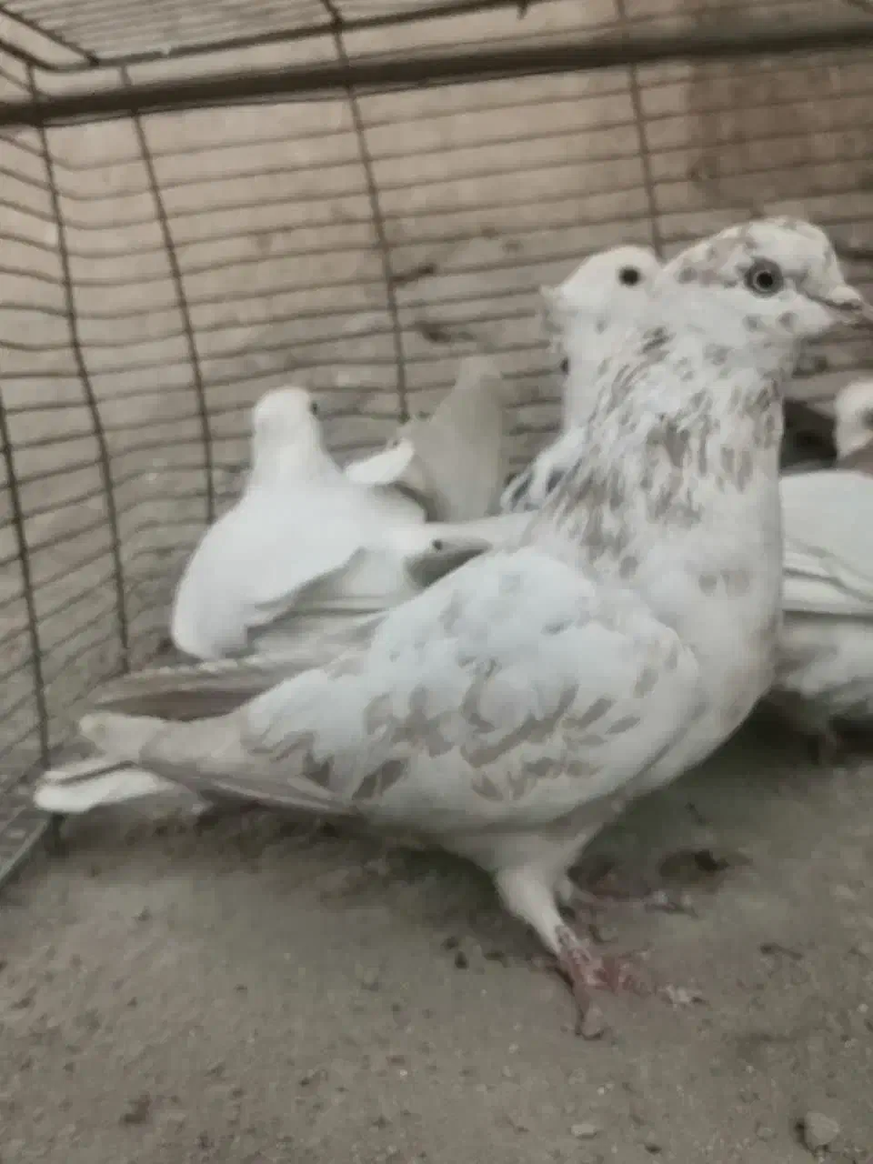 هستم|پرنده|یزد, |دیوار