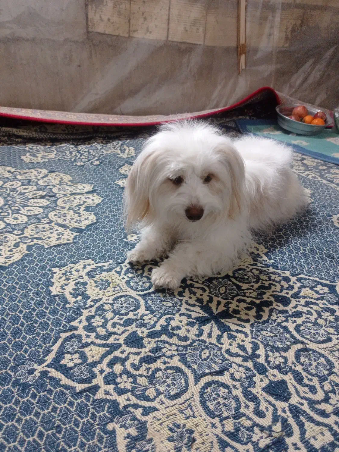 سگ پاکوتاه|سگ|میبد, |دیوار