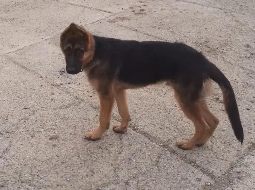 سگ ژرمن|سگ|اردبیل, |دیوار